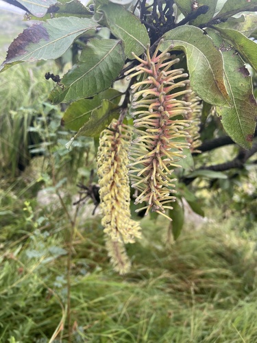 Foto de Faurea rochetiana