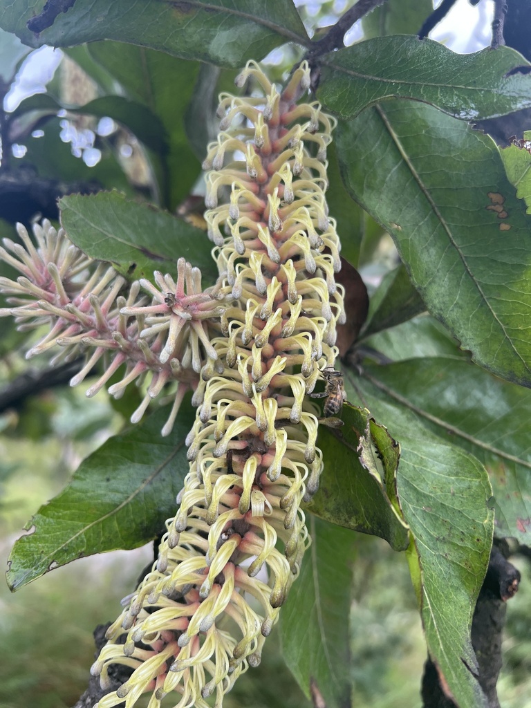 Foto de Faurea rochetiana