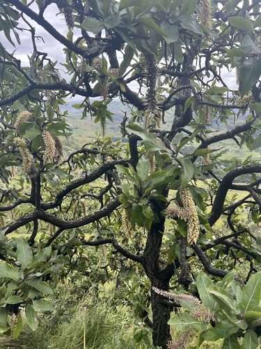 Foto de Faurea rochetiana