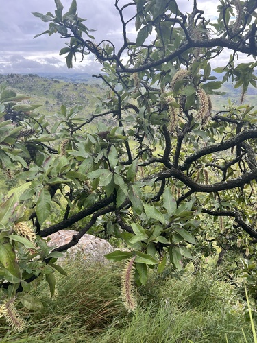 Foto de Faurea rochetiana