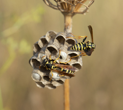 Polistes mongolicus