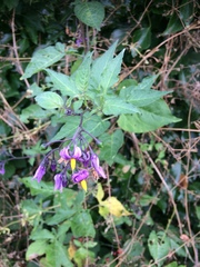 Solanum dulcamara