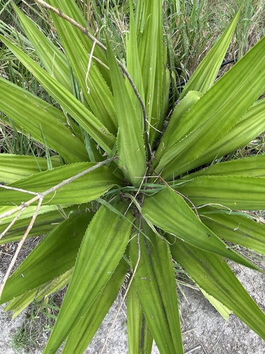 Furcraea tuberosa