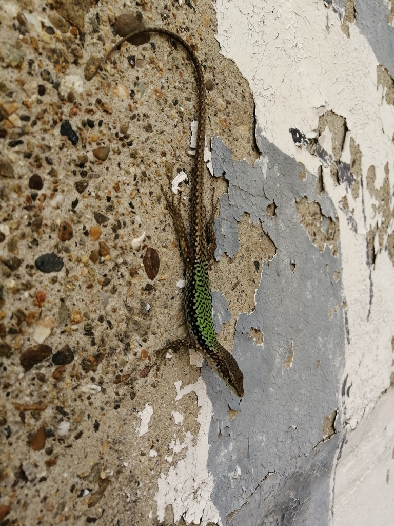 Szczerbak's Lizard