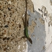 Szczerbak's Lizard - Photo (c) yuppiy, some rights reserved (CC BY-NC), uploaded by yuppiy