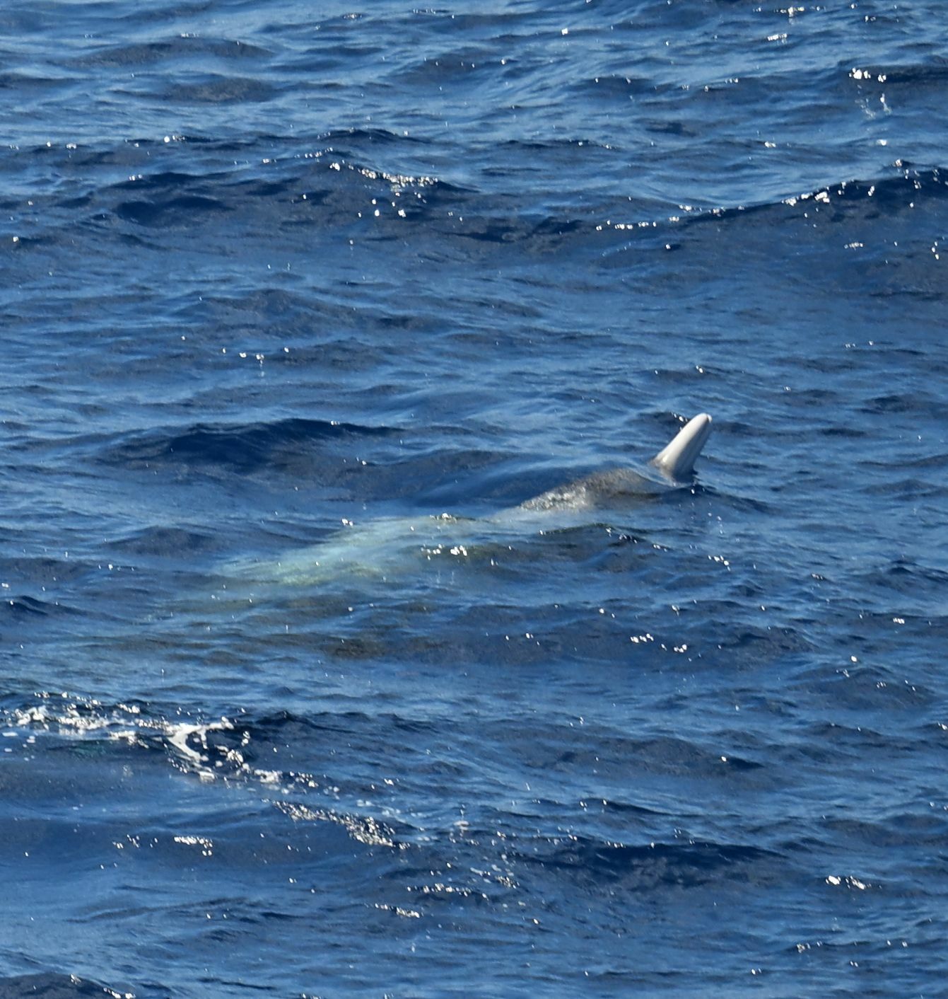 Mesoplodon grayi