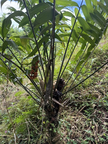 Zamia fairchildiana, photograph 3