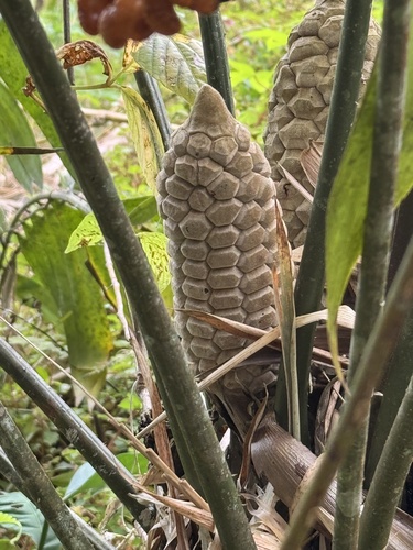 Zamia fairchildiana, photograph 4