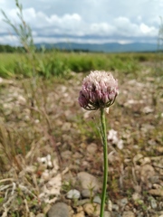 Allium maximowiczii