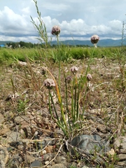 Allium maximowiczii