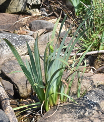 Iris virginica