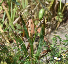Iris virginica