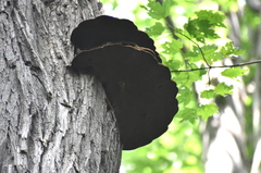 Phellinus everhartii