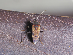 Neolethaeus