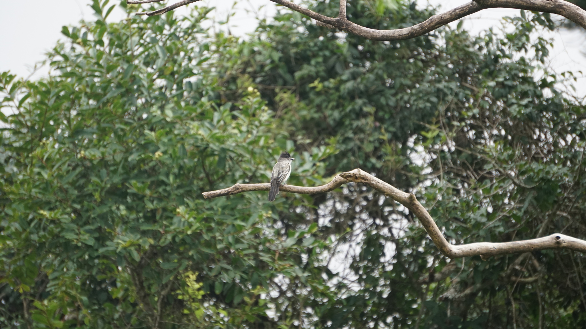 Sibilant Sirystes (Sirystes sibilator), photo 8