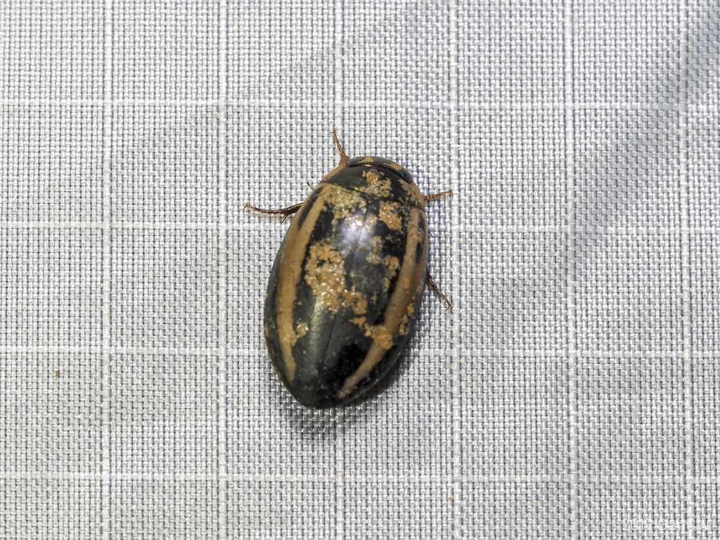 Hydaticus conjungens