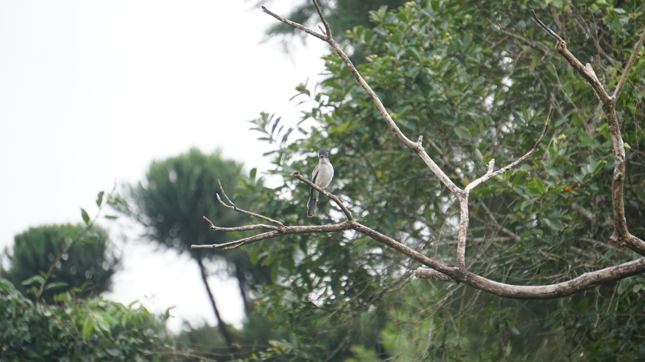 Sibilant Sirystes (Sirystes sibilator), photo 10