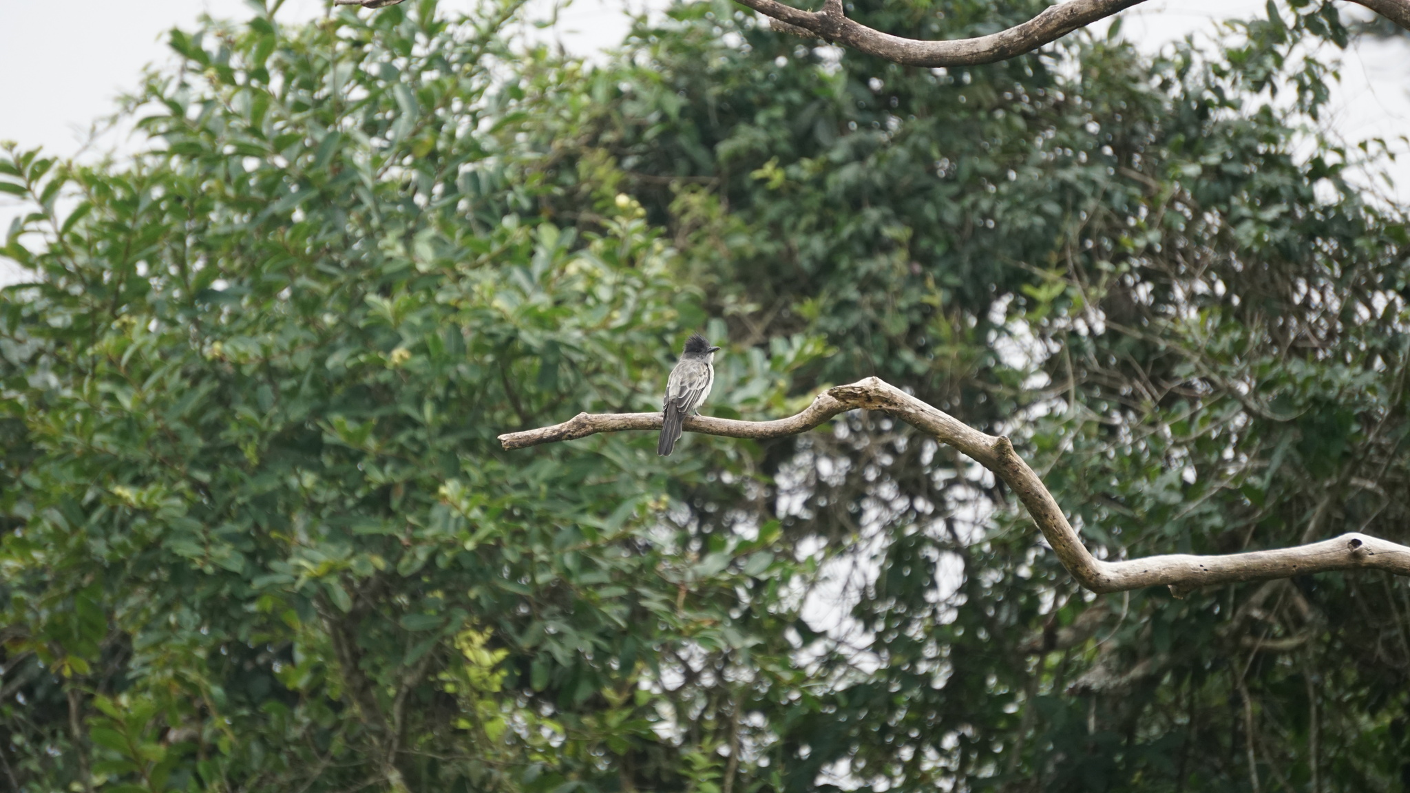 Sibilant Sirystes (Sirystes sibilator), photo 9