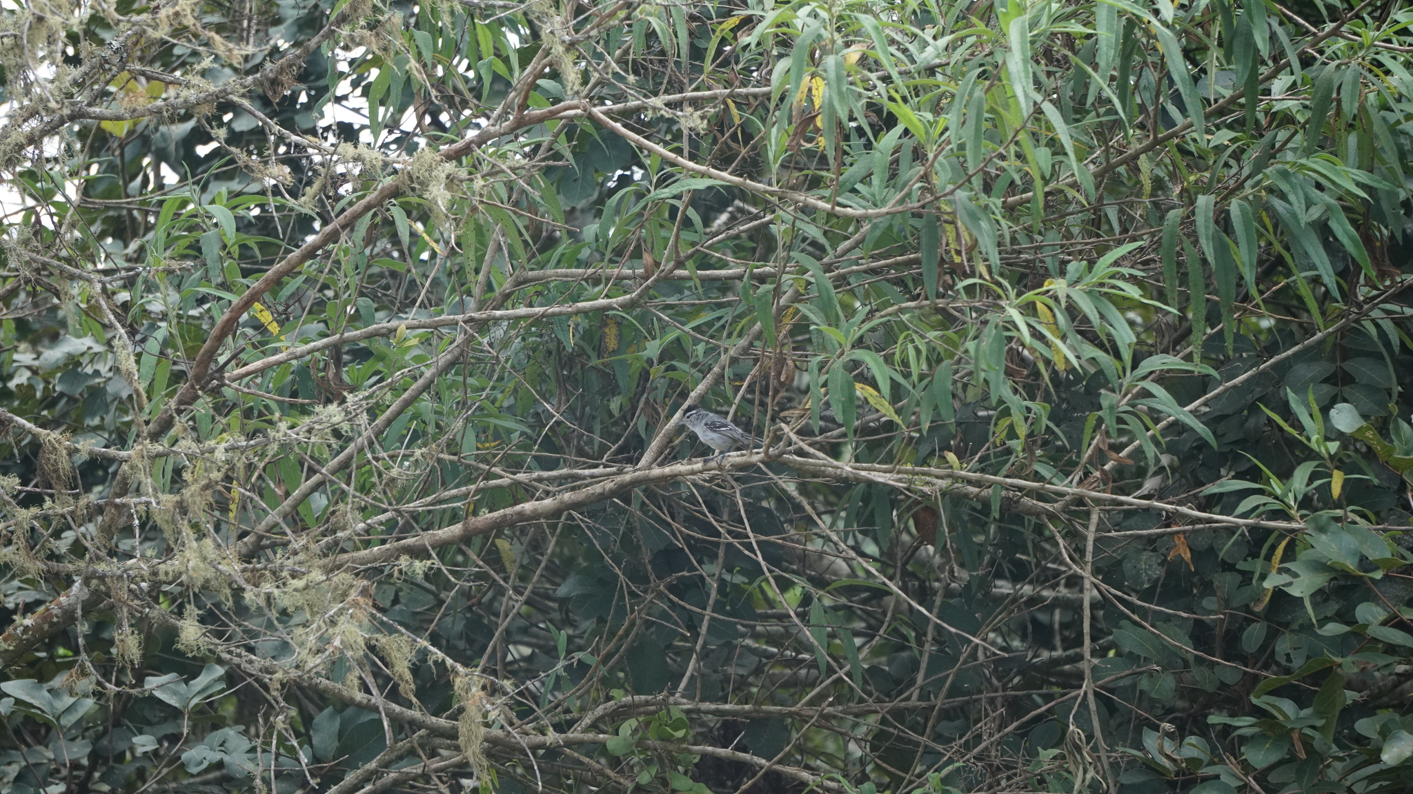 Black-capped Antwren (Herpsilochmus atricapillus), photo 10