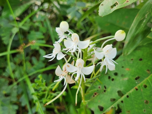 Habenaria procera