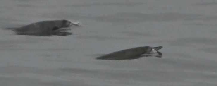 Mesoplodon layardii