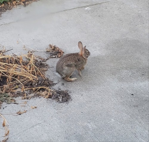 Eastern Cottontail photographed in North Dakota