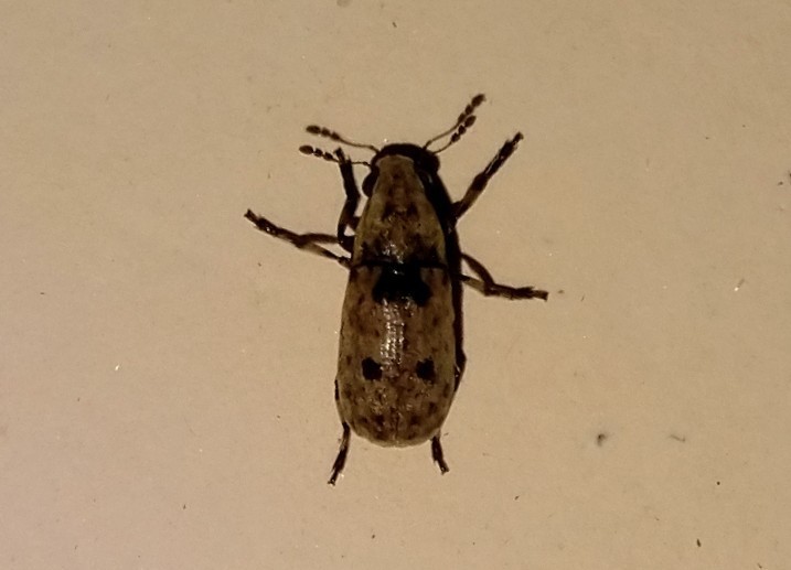 Euparius modicus