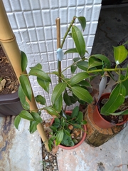 Cinnamomum yabunikkei