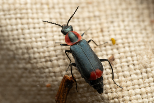 Malachius auritus
