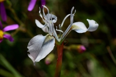 Moraea tripetala