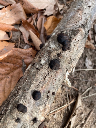 Annulohypoxylon truncatum