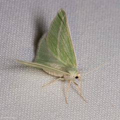 Chlorosea margaretaria