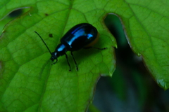Arthrotus abdominalis