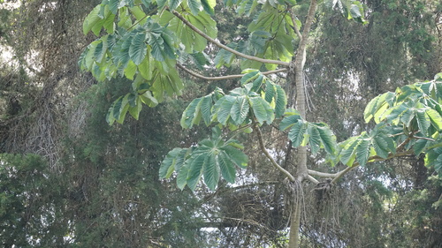 Image of Cecropia glaziovii by (c) filipeprates, some rights reserved (CC BY)