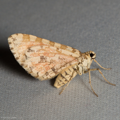 Stamnodes tessellata