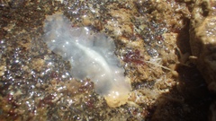 Pericelis hymanae