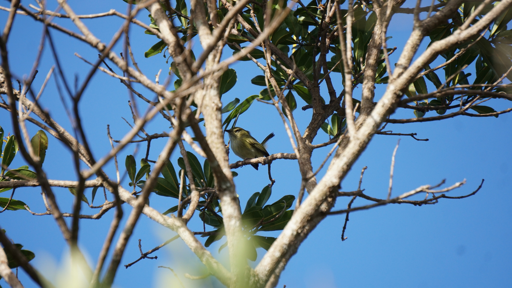 Hangnest Tody-Tyrant illustration