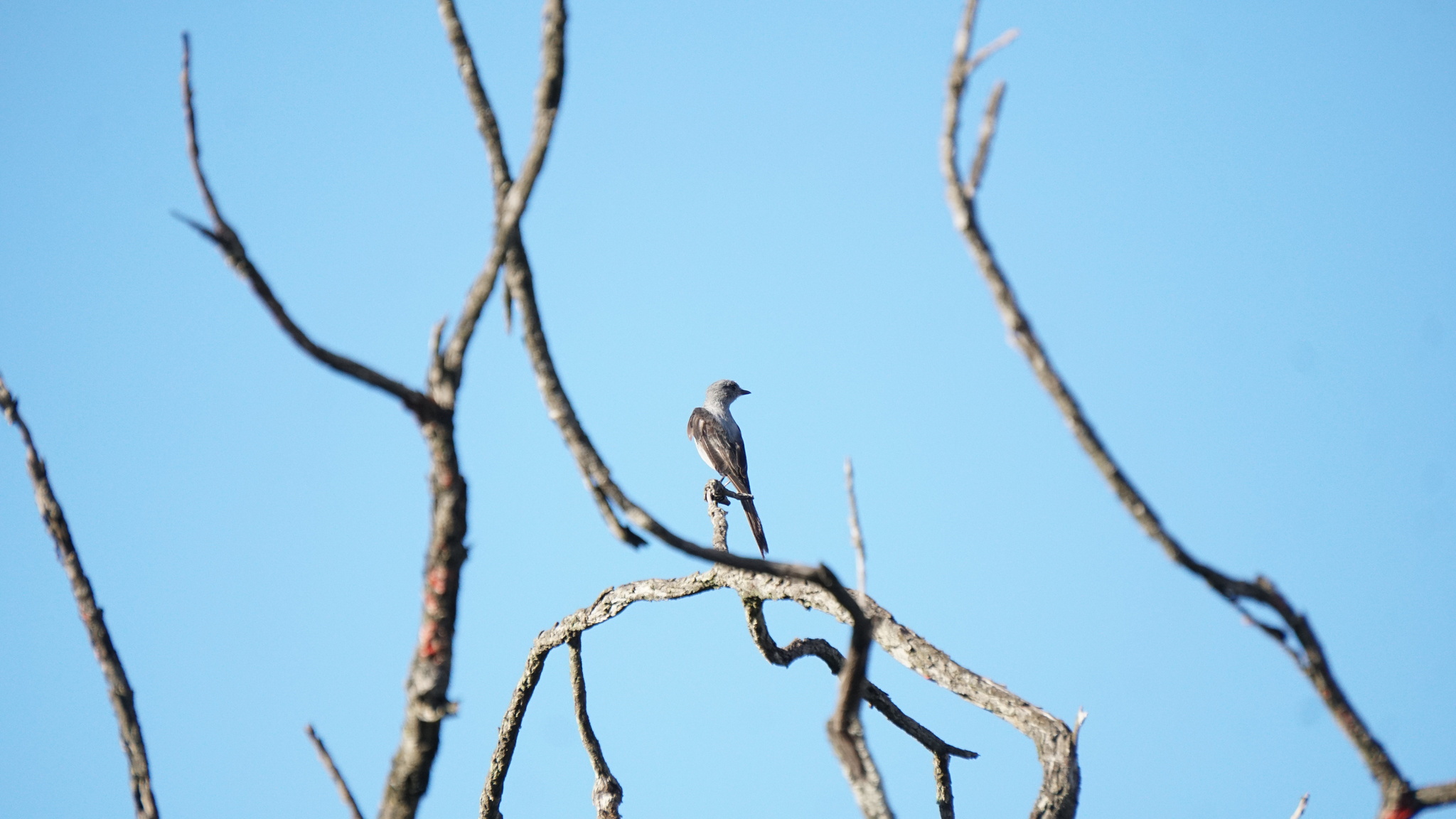Shear-tailed Grey Tyrant (Muscipipra vetula), photo 3
