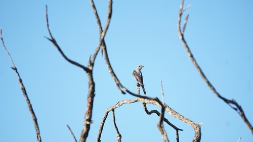 Shear-tailed Grey Tyrant (Muscipipra vetula), photo 7