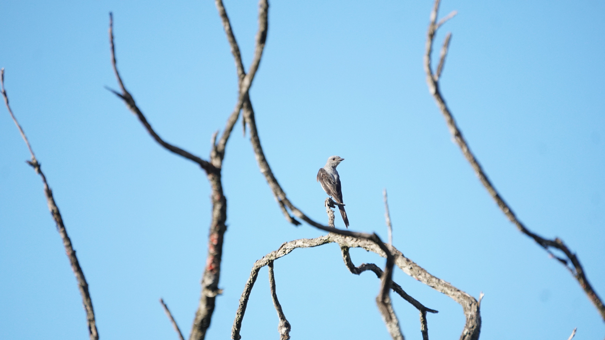 Shear-tailed Grey Tyrant (Muscipipra vetula), photo 8