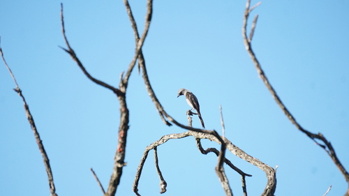 Shear-tailed Grey Tyrant (Muscipipra vetula), photo 8