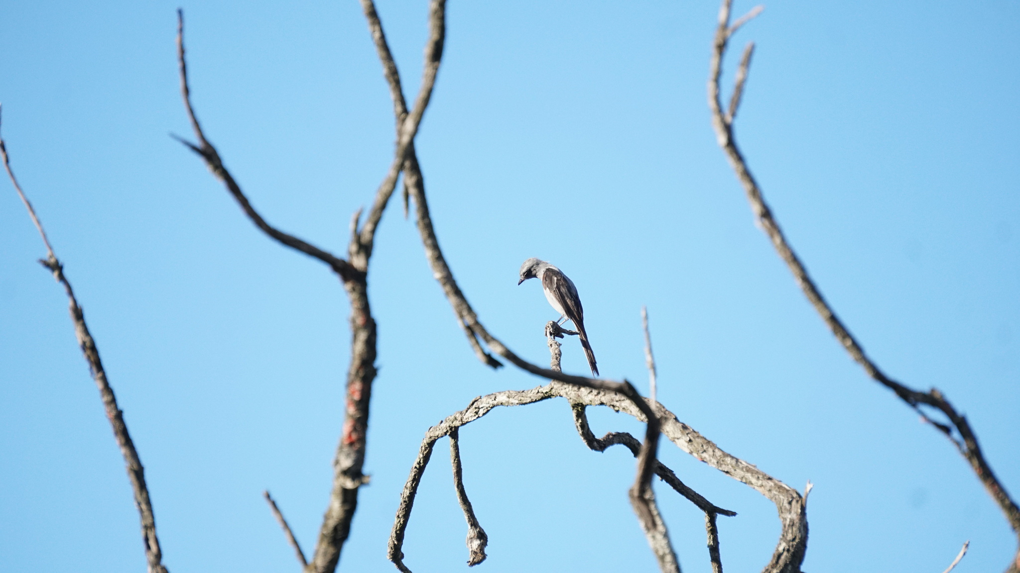 Shear-tailed Grey Tyrant (Muscipipra vetula), photo 9