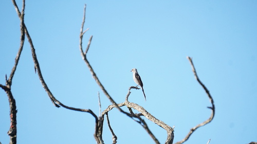 Shear-tailed Grey Tyrant (Muscipipra vetula), photo 9