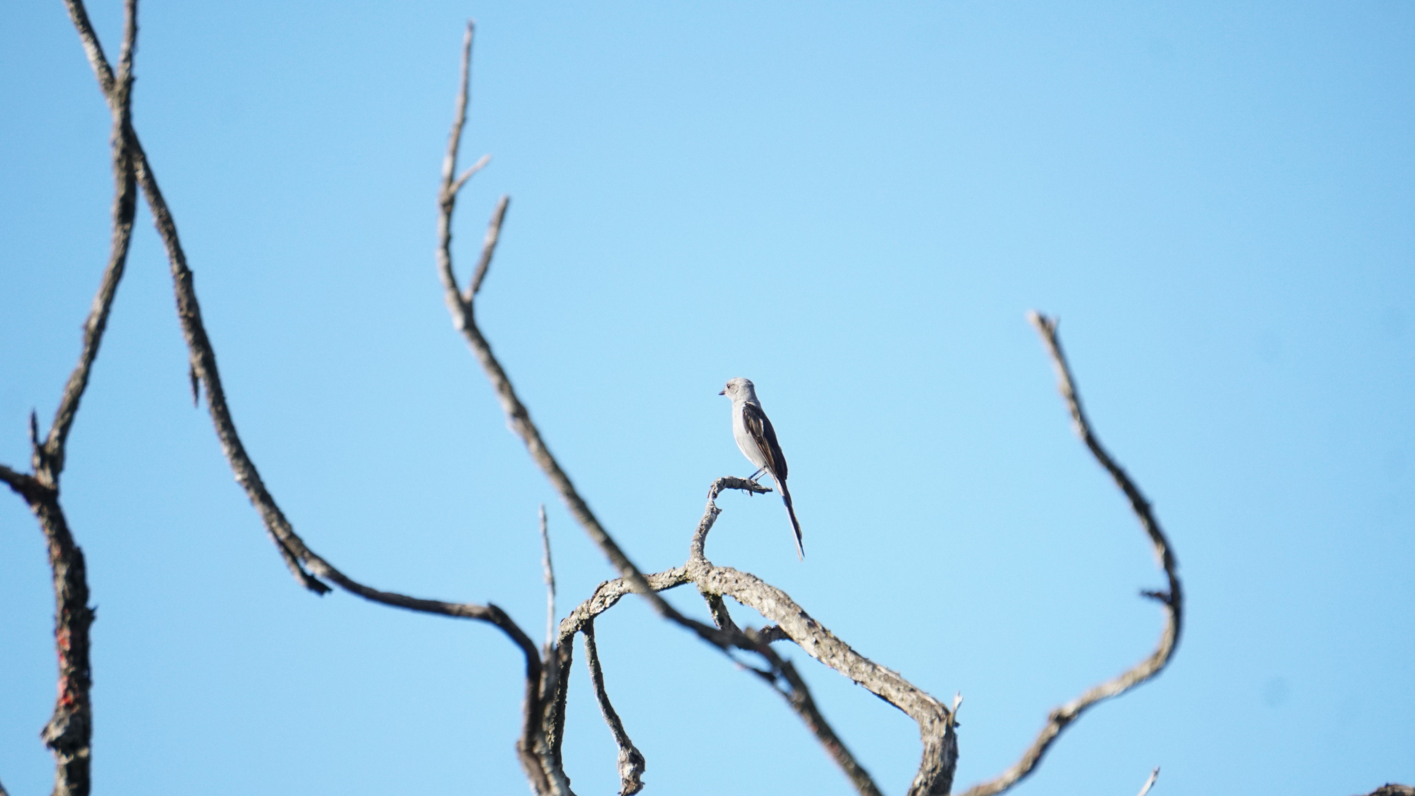 Shear-tailed Grey Tyrant (Muscipipra vetula), photo 10