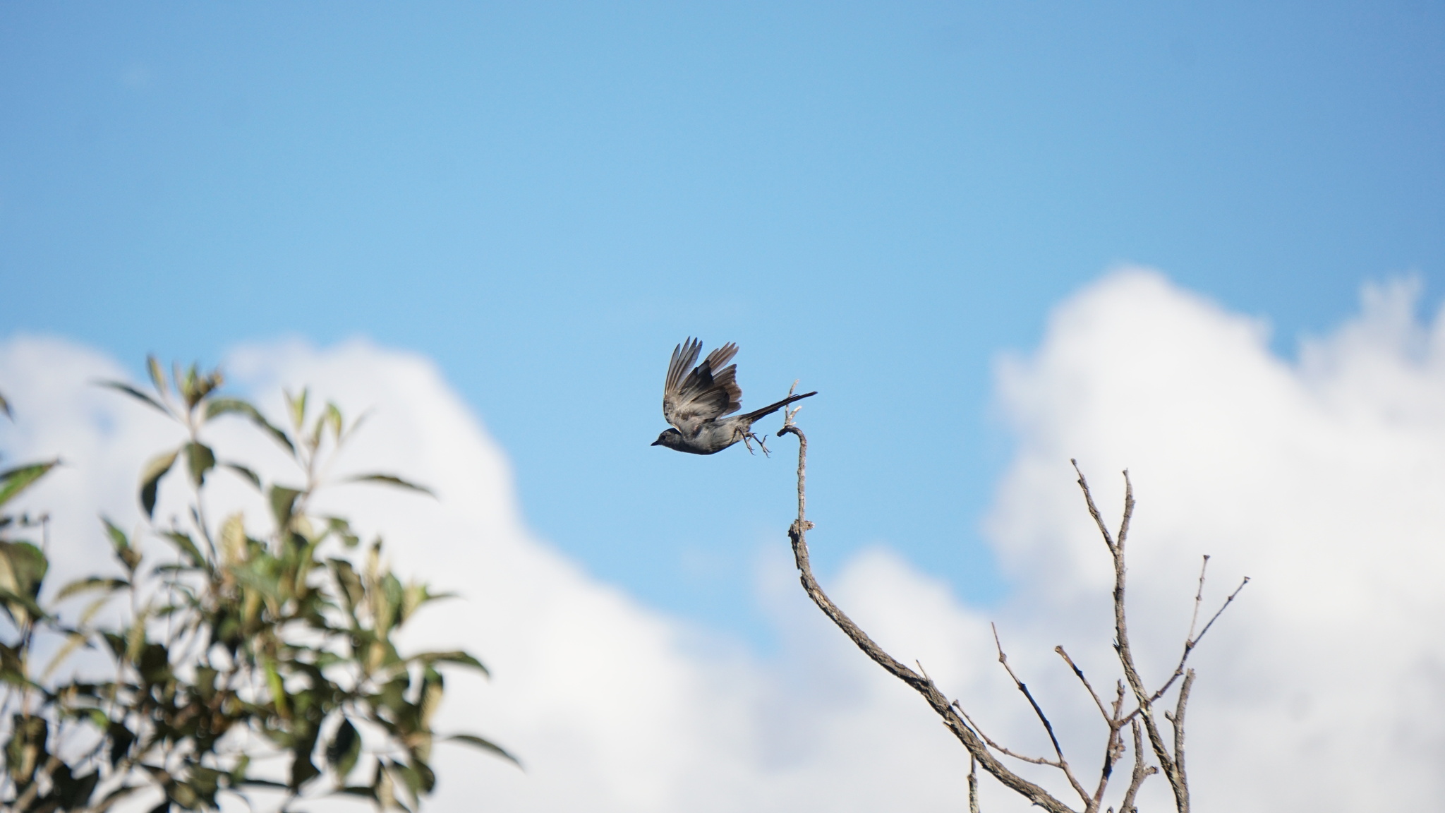 Shear-tailed Grey Tyrant (Muscipipra vetula), photo 2