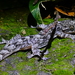 Hokou Gecko - Photo (c) jamesmifan, some rights reserved (CC BY-NC), uploaded by jamesmifan
