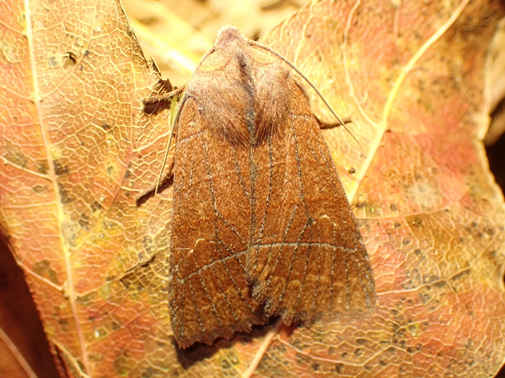 Eupsilia baoshinchangi