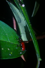 Lilioceris formosana
