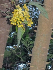 Cassiinae