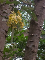 Cassiinae